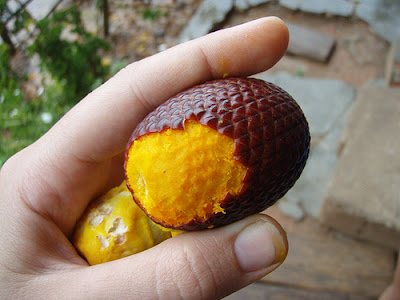 Aguaje Fruit