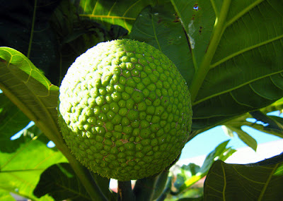 Bread Fruit