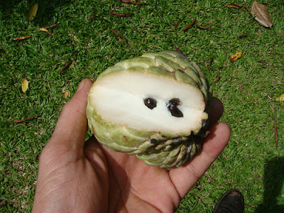 Custard Apple Fruit