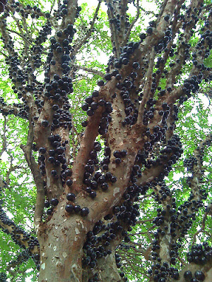 Jabuticaba Fruit