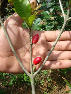 Miracle Fruit