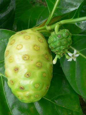 Noni Fruit
