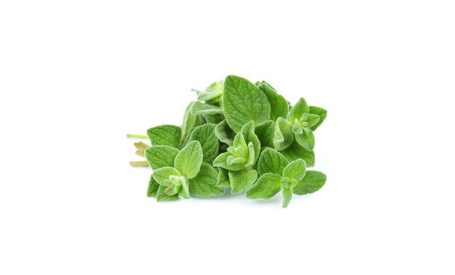 Fresh Oregano - 100g